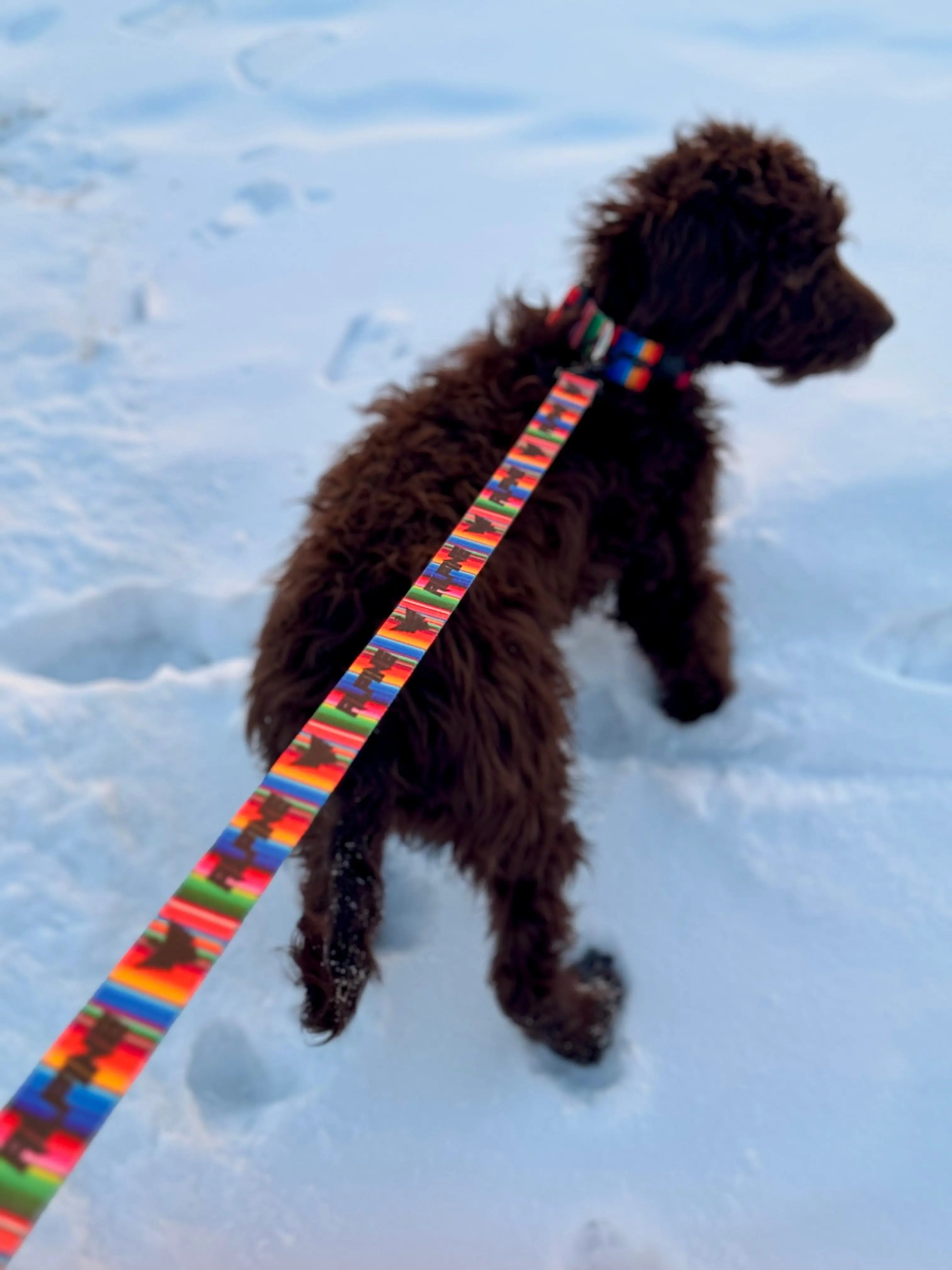Clearance- ALPINE Dog Leash Alpine Offroad
