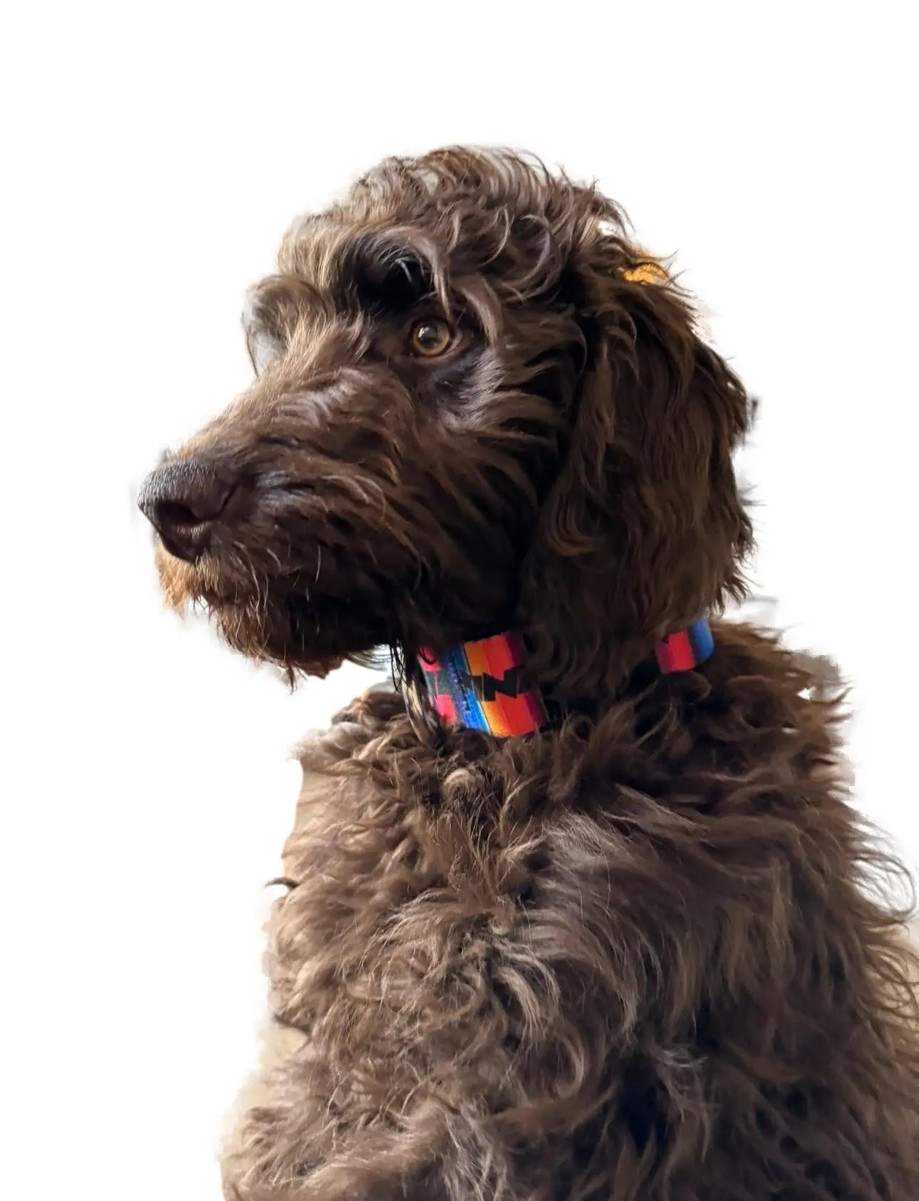 ALPINE Dog Collars Alpine Offroad